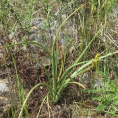 Bulbine bulbosa (Golden Lily) at The Pinnacle - 29 Oct 2022 by sangio7