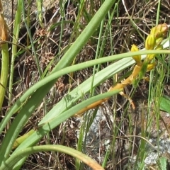 Bulbine bulbosa at Weetangera, ACT - 29 Oct 2022 02:46 PM