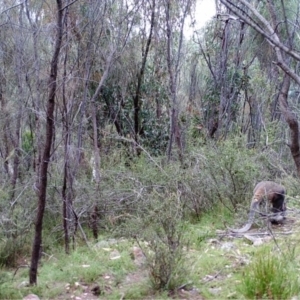 Macropus giganteus at Kambah, ACT - 24 Mar 2022