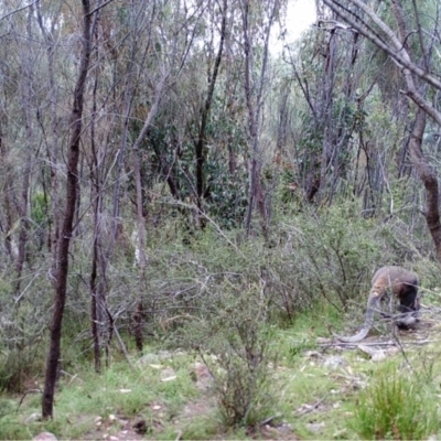 Macropus giganteus (Eastern Grey Kangaroo) at Kambah, ACT - 24 Mar 2022 by MountTaylorParkcareGroup