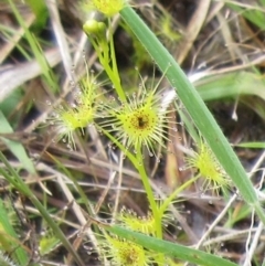 Drosera sp. (A Sundew) at Weetangera, ACT - 29 Oct 2022 by sangio7