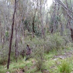 Wallabia bicolor (Swamp Wallaby) at Kambah, ACT - 29 Mar 2022 by MountTaylorParkcareGroup