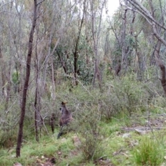 Wallabia bicolor (Swamp Wallaby) at Mount Taylor - 28 Mar 2022 by MountTaylorParkcareGroup