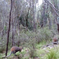 Wallabia bicolor (Swamp Wallaby) at Kambah, ACT - 26 Mar 2022 by MountTaylorParkcareGroup