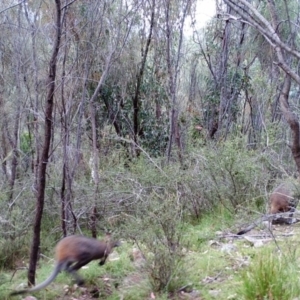 Wallabia bicolor at Kambah, ACT - 26 Mar 2022 09:22 AM