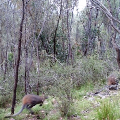 Wallabia bicolor (Swamp Wallaby) at Kambah, ACT - 26 Mar 2022 by MountTaylorParkcareGroup