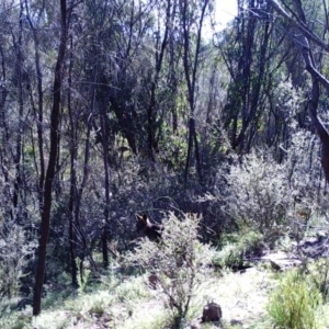 Wallabia bicolor at Kambah, ACT - 20 Apr 2022