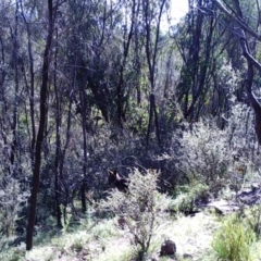 Wallabia bicolor (Swamp Wallaby) at Kambah, ACT - 20 Apr 2022 by MountTaylorParkcareGroup