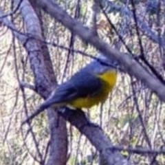 Eopsaltria australis (Eastern Yellow Robin) at Mount Taylor - 17 Apr 2022 by MountTaylorParkcareGroup