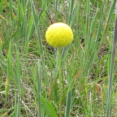 Craspedia variabilis (Common Billy Buttons) at The Pinnacle - 29 Oct 2022 by sangio7