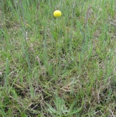 Craspedia variabilis at Weetangera, ACT - suppressed