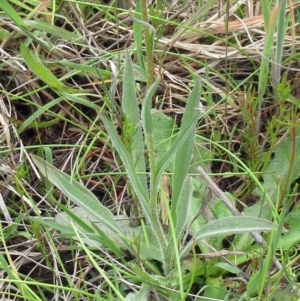 Craspedia variabilis at Weetangera, ACT - suppressed