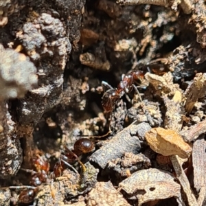 Papyrius sp (undescribed) at Karabar, NSW - 1 Nov 2022 12:47 PM