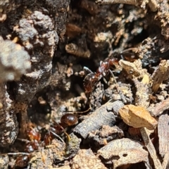 Papyrius sp (undescribed) (Hairy Coconut Ant) at Mount Jerrabomberra - 1 Nov 2022 by roachie