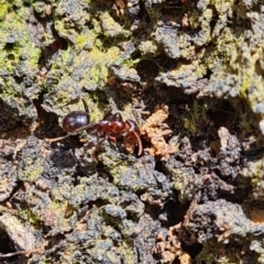 Papyrius sp (undescribed) at Karabar, NSW - 1 Nov 2022