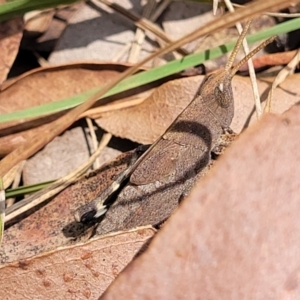 Goniaea opomaloides at Nambucca Heads, NSW - 1 Nov 2022 01:51 PM