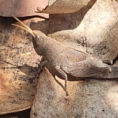 Goniaea opomaloides at Nambucca Heads, NSW - 1 Nov 2022 01:51 PM