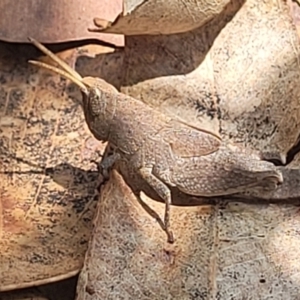 Goniaea opomaloides at Nambucca Heads, NSW - 1 Nov 2022 01:51 PM