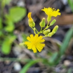 Youngia japonica (Oriental False Hawksbeard) at Nambucca State Forest - 1 Nov 2022 by trevorpreston