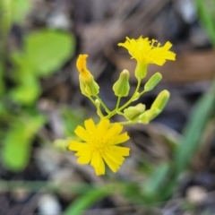 Youngia japonica at Nambucca Heads, NSW - 1 Nov 2022 01:55 PM