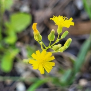 Youngia japonica at Nambucca Heads, NSW - 1 Nov 2022