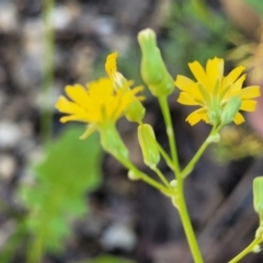 Youngia japonica at Nambucca Heads, NSW - 1 Nov 2022 01:55 PM