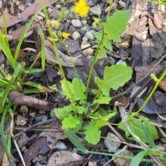 Youngia japonica at Nambucca Heads, NSW - 1 Nov 2022 01:55 PM