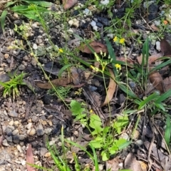 Youngia japonica at Nambucca Heads, NSW - 1 Nov 2022