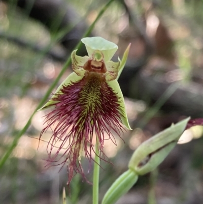 Calochilus paludosus (Strap Beard Orchid) at Vincentia, NSW - 26 Oct 2022 by AnneG1