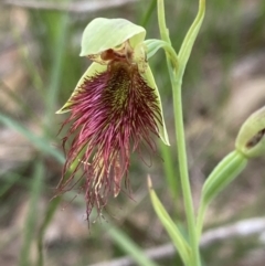 Calochilus paludosus at Vincentia, NSW - suppressed