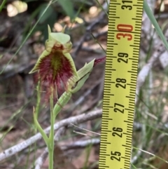 Calochilus paludosus at Vincentia, NSW - suppressed