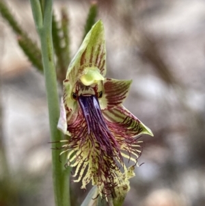 Calochilus campestris at Vincentia, NSW - suppressed