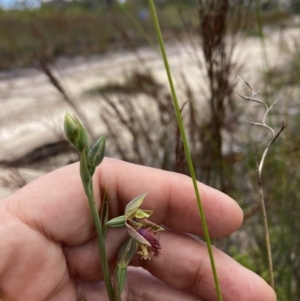 Calochilus campestris at Vincentia, NSW - suppressed