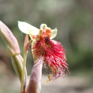 Calochilus paludosus at Hyams Beach, NSW - 27 Oct 2022