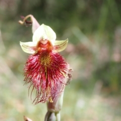 Calochilus paludosus at Hyams Beach, NSW - suppressed