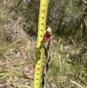 Calochilus paludosus at Hyams Beach, NSW - suppressed