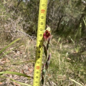 Calochilus paludosus at Hyams Beach, NSW - 27 Oct 2022