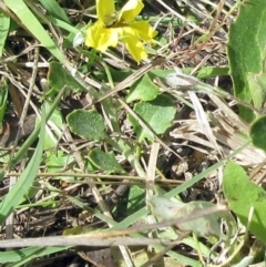 Goodenia hederacea subsp. hederacea (Ivy Goodenia, Forest Goodenia) at Weetangera, ACT - 29 Oct 2022 by sangio7