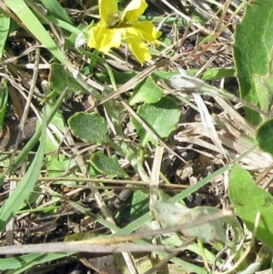 Goodenia hederacea subsp. hederacea at Weetangera, ACT - 29 Oct 2022