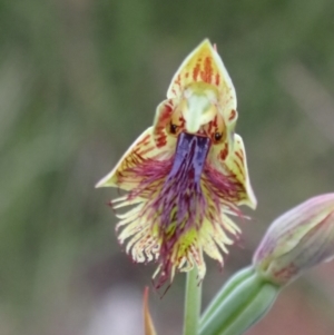 Calochilus campestris at Vincentia, NSW - suppressed