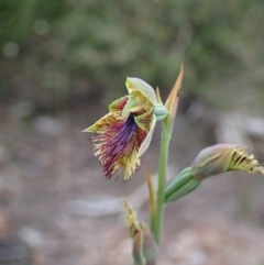 Calochilus campestris at Vincentia, NSW - suppressed