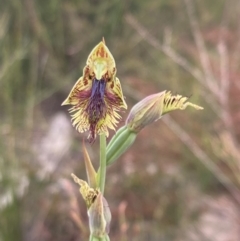 Calochilus campestris at Vincentia, NSW - suppressed