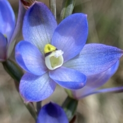Thelymitra media (Tall Sun Orchid) at Vincentia, NSW - 30 Oct 2022 by AnneG1