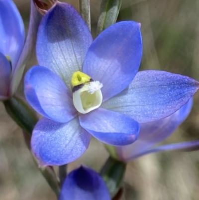 Thelymitra media (Tall Sun Orchid) at Vincentia, NSW - 30 Oct 2022 by AnneG1
