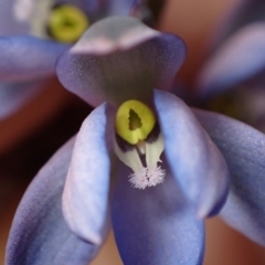 Thelymitra media at Vincentia, NSW - suppressed