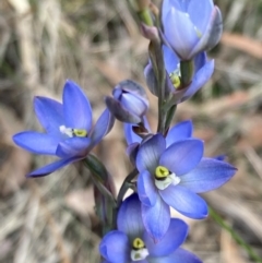 Thelymitra media at Vincentia, NSW - suppressed