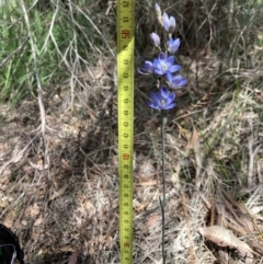 Thelymitra media at Vincentia, NSW - suppressed