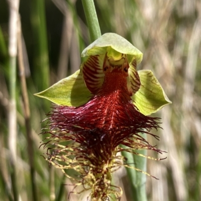 Calochilus pulchellus (Pretty Beard Orchid) at Vincentia, NSW - 30 Oct 2022 by AnneG1
