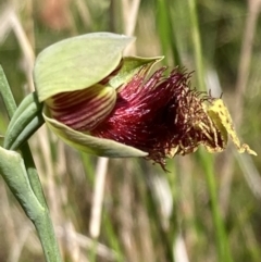 Calochilus pulchellus at Vincentia, NSW - suppressed