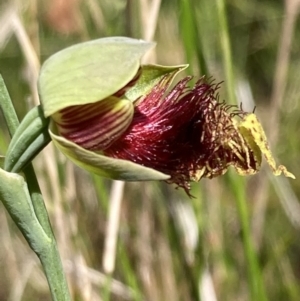 Calochilus pulchellus at Vincentia, NSW - suppressed